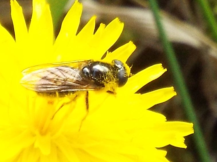 Syrphidae femmina (cfr. Cheilosia sp.)